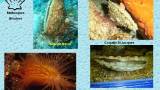 10_molusques_bivalves
