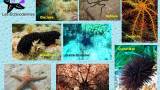 11_echinodermes