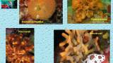 4_bryozoaires