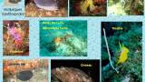 8_mollusques_gasteropodes