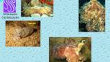 9_moluques_cephalopodes