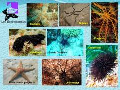 11_echinodermes