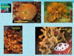 4_bryozoaires