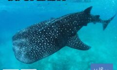 27ème festival de l'image